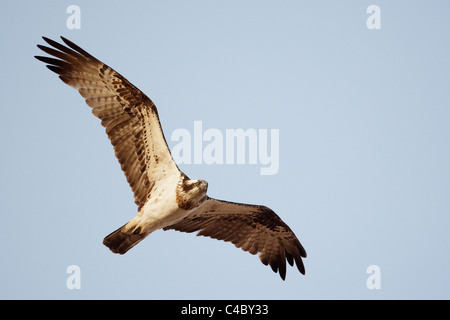 Fischadler (Pandion Haliaetus), Erwachsene im Flug. Stockfoto