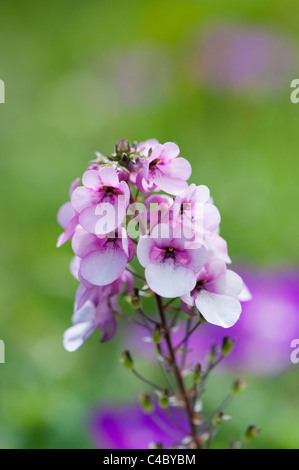 Diascia lila Belle X Diascia Rigescens. Twinspur Blume Stockfoto