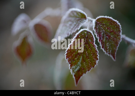 Frostigen Bramble Blätter Stockfoto