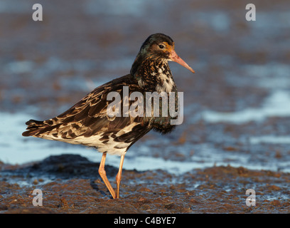 Kampfläufer (Philomachus Pugnax), männliche in der Zucht Gefieder waten in Algen Stockfoto