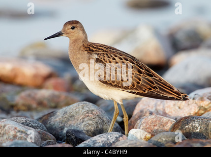 Kampfläufer (Philomachus Pugnax), juvenile stehen unter den kleinen Felsbrocken. Stockfoto