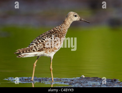 Kampfläufer (Philomachus Pugnax). Erwachsene weibliche stehen im flachen Wasser Stockfoto