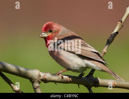 Gemeinsame Rosefinch (Carpodacus Erythrinus), thront auf einem Zweig männlich Stockfoto