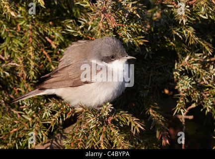 Lesser Whitethroat (Sylvia Curruca) thront in einem Wacholder Stockfoto