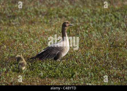 Pink-footed Goose (Anser Brachyrhynchus). Erwachsene mit zwei Küken zu Fuß auf Tundravegetation Stockfoto