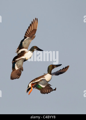 Nördlichen Löffelente (Anas Clypeata). Zwei Erpel im Flug Stockfoto