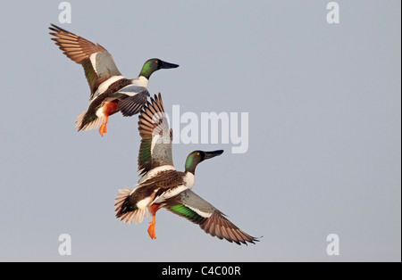 Nördlichen Löffelente (Anas Clypeata). Zwei Erpel im Flug Stockfoto