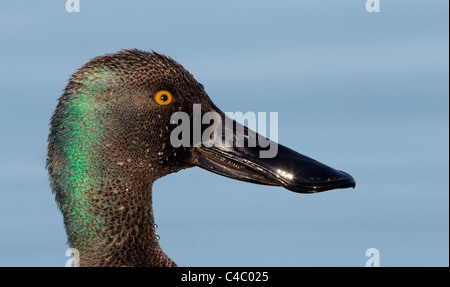 Nördlichen Löffelente (Anas Clypeata). Porträt von einem drake Stockfoto