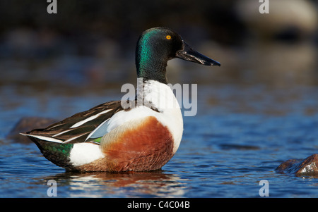 Nördlichen Löffelente (Anas Clypeata). Drake im flachen Wasser stehend Stockfoto