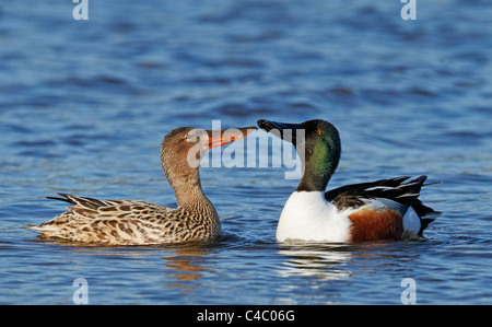 Nördlichen Löffelente (Anas Clypeata). Paar anzeigen. Stockfoto