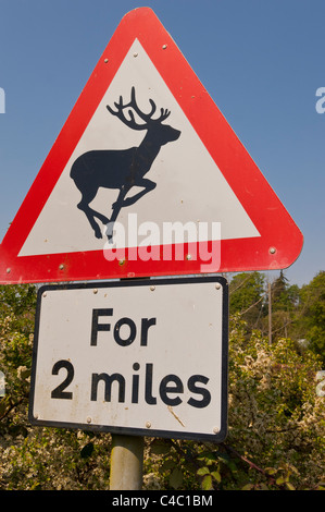 Ein Verkehrszeichen Warnung von Deer Crossing für zwei Meilen im Vereinigten Königreich Stockfoto