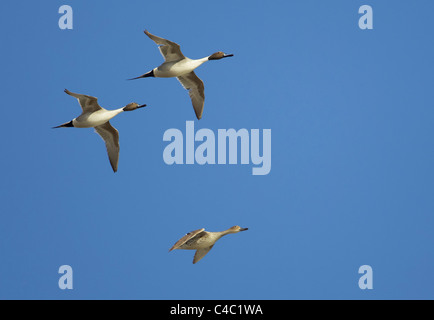 Nördliche Pintail (Anas Acuta). Zwei Erpel in der Zucht Gefieder und eine Ente im Flug. Stockfoto