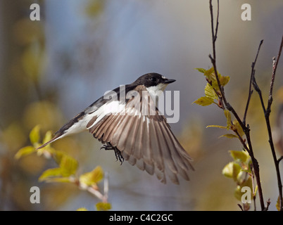 Pied Flycatcher (Ficedula Hypoleuca), Männchen im Flug. Stockfoto