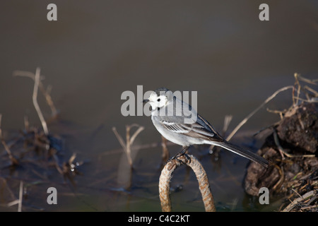 Weiße Bachstelze - Motacilla Alba-, Delta del Llobregat, Barcelona, Spanien Stockfoto