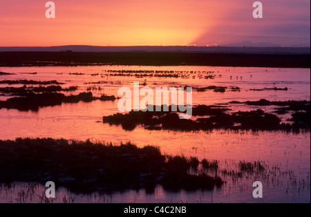 Sonnenaufgang über dem Hochwasser, Elmley Marshes, Isle of Shepppey, Kent, England, Januar Stockfoto