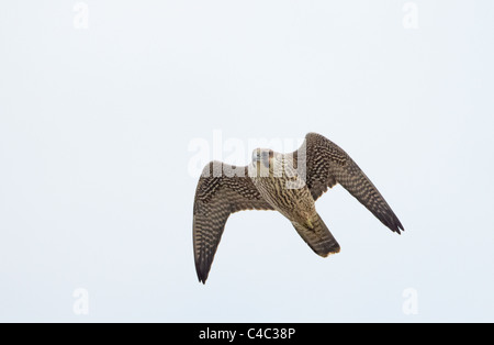 Wanderfalke (Falco Peregrinus), juvenile im Flug. Stockfoto