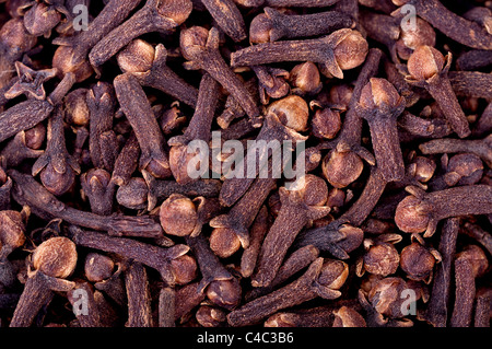 Nelken-close-up-Hintergrund Stockfoto