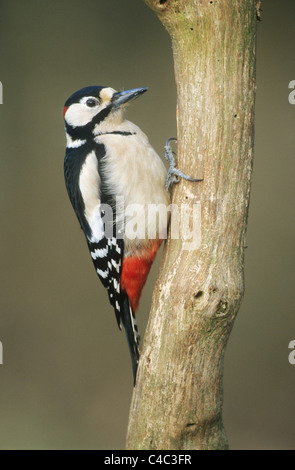 Größere Spotted Woodpecker (Dendrocopus großen), erwachsenen männlichen Zweig, Kent, England, Dezember Stockfoto