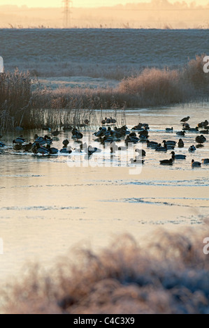 Stockente (Anas Platyrhynchos) auf Eis bedeckt Schwimmbad, Elmley Sümpfe NNR, Isle of Sheppey, Kent, England, Dezember Stockfoto