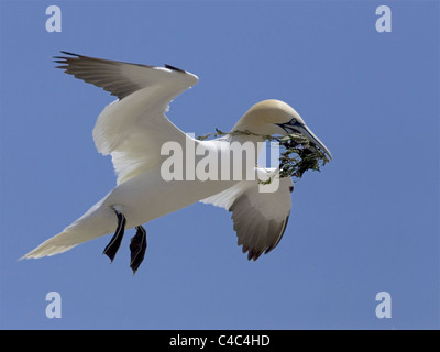 Tölpel, Landung mit Verschachtelung material Stockfoto