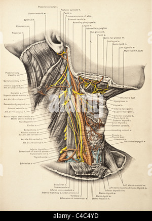 Abbildung des menschlichen Halses copyright 1904 Stockfoto