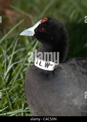 Vertikale Bildniss Fulica Cristata, rote cobbed Wasserhuhn, gekennzeichnet. Stockfoto