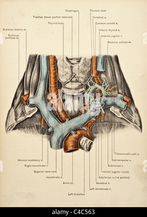 Illustration des menschlichen Hals Arterien copyright 1904 Stockfoto