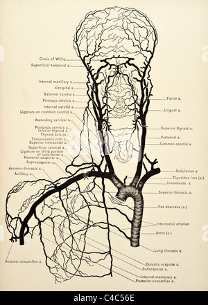 Illustration des menschlichen Hals Arterien copyright 1904 Stockfoto