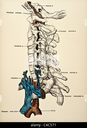 Illustration des menschlichen Hals Arterien copyright 1904 Stockfoto