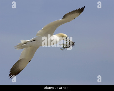 Basstölpel im Flug mit Nistmaterial, Algen Stockfoto