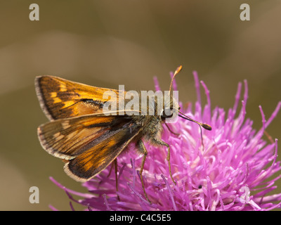 Großen Skipper, Ochlodes Venatus, Männlich, Essen in eine Blume mit schönen Out-of-Fokus-Hintergrund Stockfoto