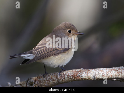 Red-breasted Fliegenschnäpper (Ficedula Parva) thront auf einem Zweig. Stockfoto