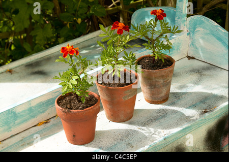 Tagetes Französisch Ringelblumen in alten Terrakotta-Blumentöpfe Stockfoto