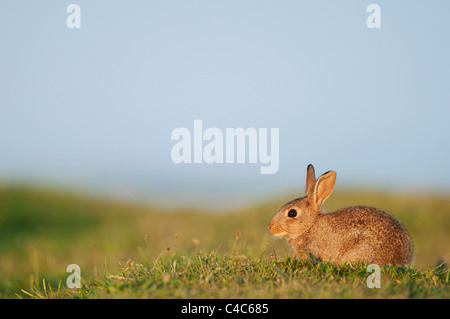 Europäische Kaninchen Stockfoto