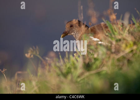 Gemeinsamen Teichhuhn oder gemeinsame Gallinule - Gallinula Chloropus - Naturpark Delta del Llobregat, Barcelona, Spanien Stockfoto