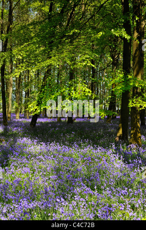 Bluebell Woodlands England Stockfoto