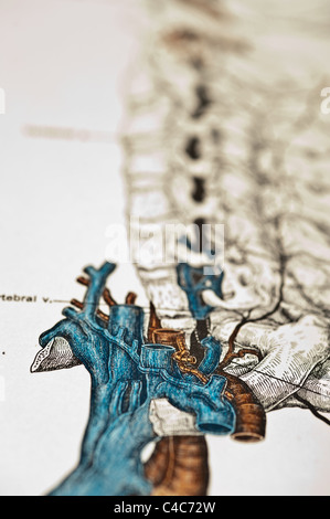 Illustration des menschlichen vertebralen Arterien copyright 1904 Stockfoto