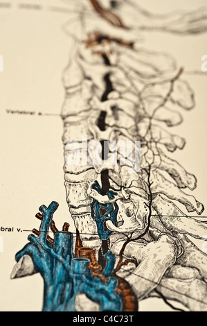 Illustration des menschlichen vertebralen Arterien copyright 1904 Stockfoto