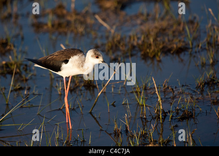 Stelzenläufer oder gemeinsame Stelzenläufer - Himantopus Himantopus, Delta del Llobregat, Barcelona, Spanien Stockfoto