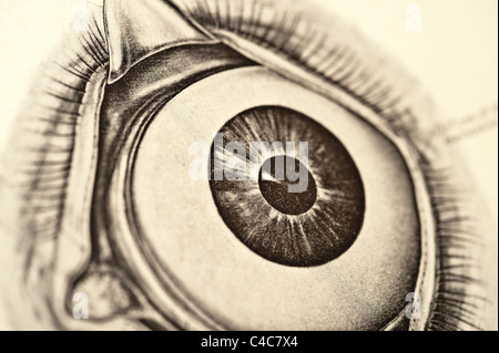 Abbildung des menschlichen Auges copyright 1904 Stockfoto