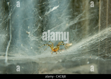 Agelenta limibata Spider wartet auf Beute Stockfoto