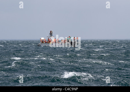 Southern Right Wale, Halbinsel Valdés, Argentinien Stockfoto