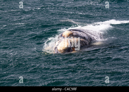 Southern Right Wale, Halbinsel Valdés, Argentinien Stockfoto