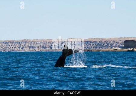 Southern Right Wale, Halbinsel Valdés, Argentinien Stockfoto