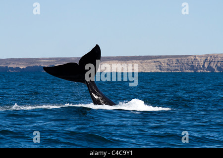 Southern Right Wale, Halbinsel Valdés, Argentinien Stockfoto