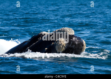 Southern Right Wale, Halbinsel Valdés, Argentinien Stockfoto