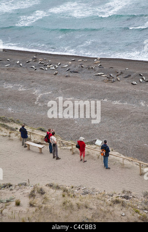 Meer Elefanten Kolonie, Halbinsel Valdes, Patagonien Argentinien Stockfoto