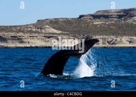 Tummeln sich Southern Right Wale, Halbinsel Valdés, Patagonien Argentinien Stockfoto