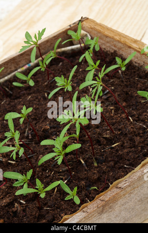 Tagetes französische Ringelblume Sämlinge in Holztablett Stockfoto