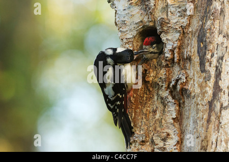 Weibliche Buntspecht Fütterung Küken im Nest. Stockfoto